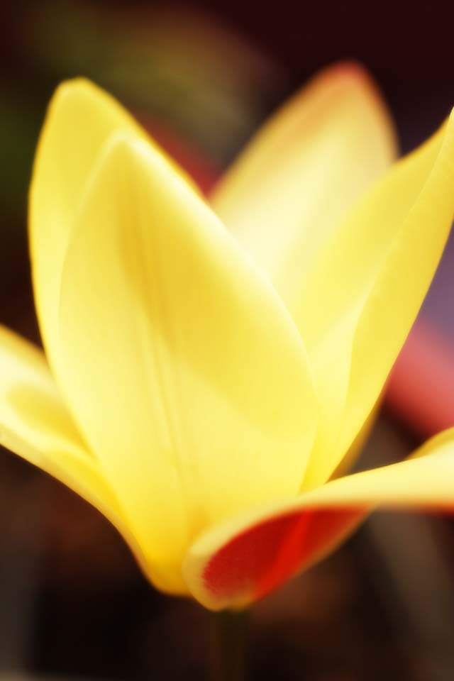 photo,material,free,landscape,picture,stock photo,Creative Commons,Flame of spring, , tulip, stamen, petal