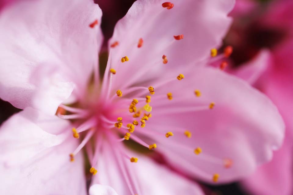 photo,material,free,landscape,picture,stock photo,Creative Commons,Peach blossom, peach, , , Hakuho