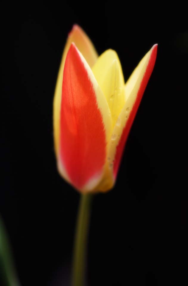 Foto, materieel, vrij, landschap, schilderstuk, bevoorraden foto,Eenzaamheid van een tulp, , Tulp, Kroonblad, Rood