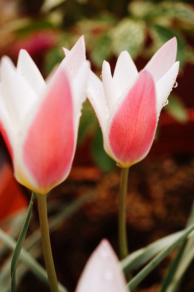 fotografia, materiale, libero il panorama, dipinga, fotografia di scorta,Un tulipano, , tulipano, petalo, Rosso