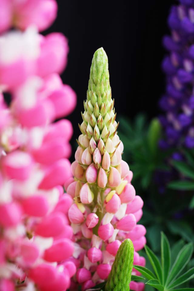 Foto, materieel, vrij, landschap, schilderstuk, bevoorraden foto,Voorjaar van een lupine, Lupine, Knop, , 