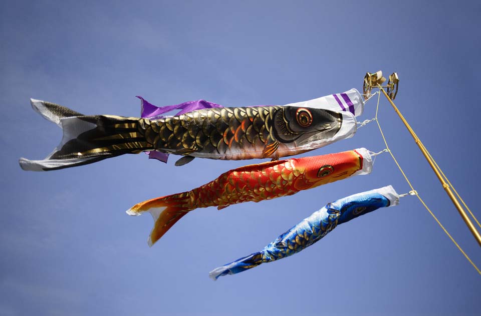 photo,material,free,landscape,picture,stock photo,Creative Commons,Swimming of a carp streamer, dark flag, Koinobori, carp streamer, 