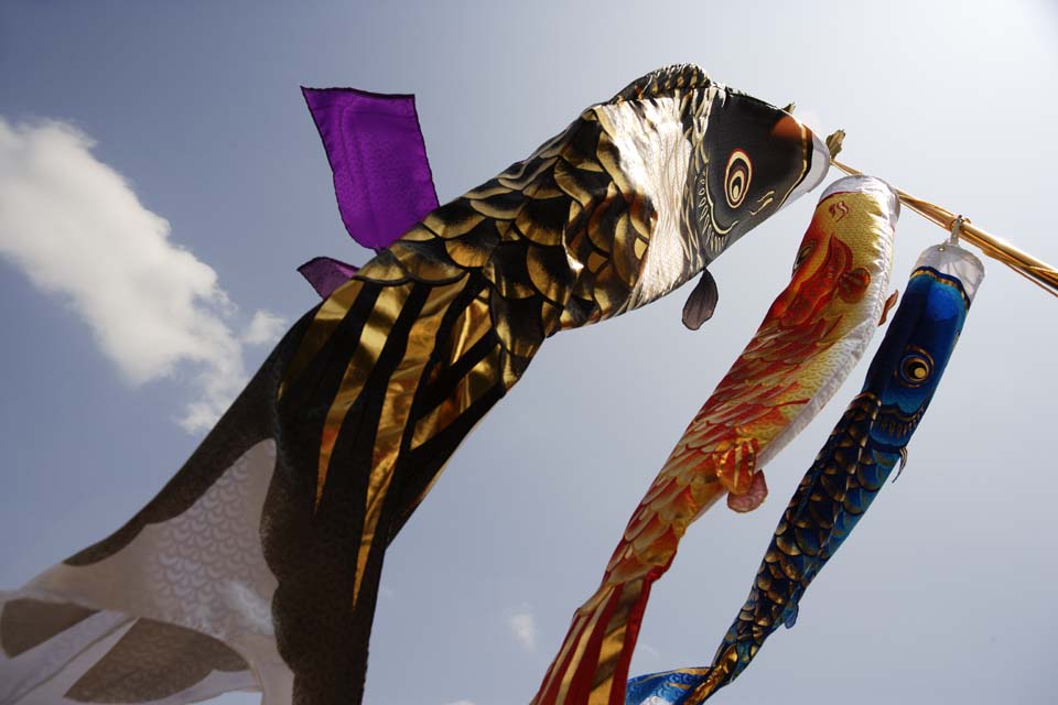 fotografia, materiale, libero il panorama, dipinga, fotografia di scorta,Waff di una banderuola di carpa, bandiera scura, Koinobori, banderuola di carpa, 