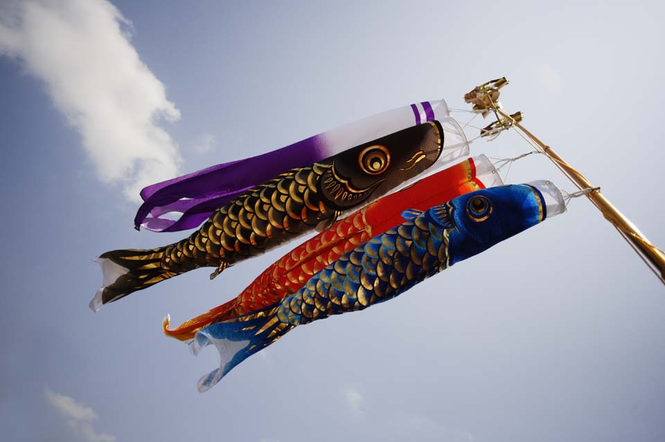 photo,material,free,landscape,picture,stock photo,Creative Commons,Swimming of a carp streamer, dark flag, Koinobori, carp streamer, 