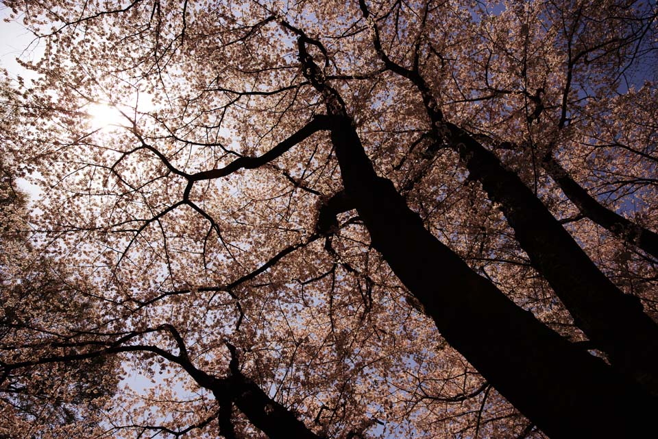 photo,material,free,landscape,picture,stock photo,Creative Commons,A silhouette of a roof of a cherry tree, cherry tree, petal, , 