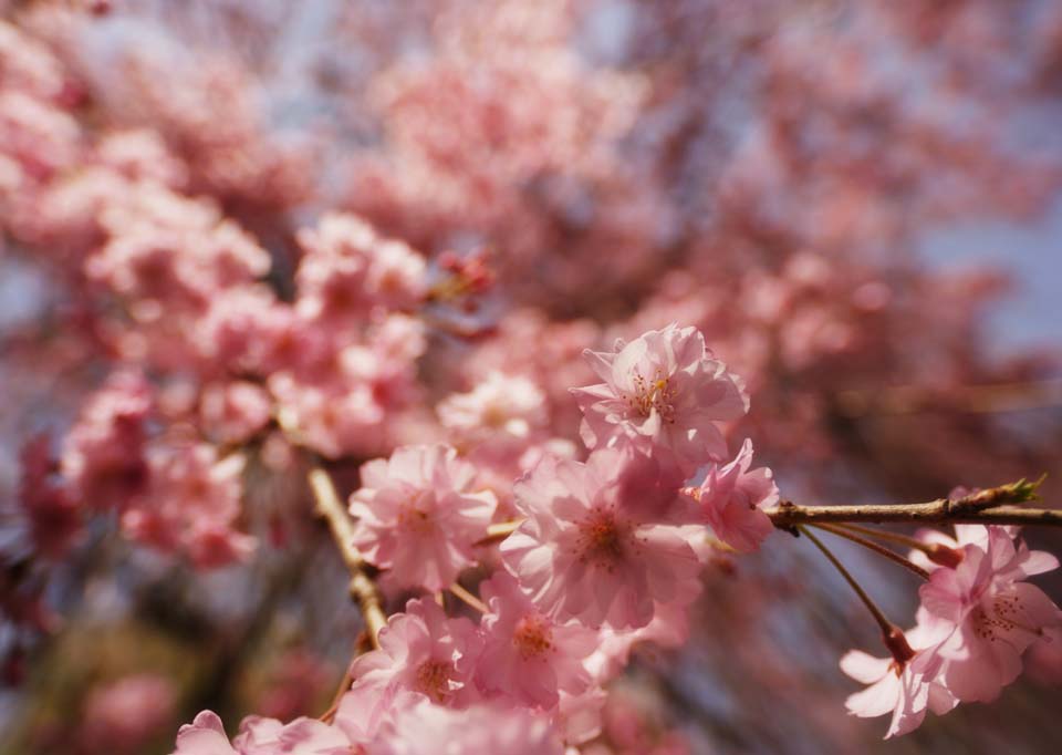 fotografia, materiale, libero il panorama, dipinga, fotografia di scorta,Un fiore ciliegio e doppio, albero ciliegio, petalo, , 