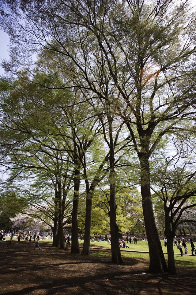 photo,material,free,landscape,picture,stock photo,Creative Commons,A zelkova of a sprout, , zelkova, , park