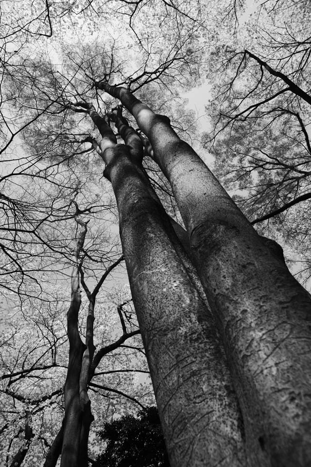 fotografia, materiale, libero il panorama, dipinga, fotografia di scorta,Un albero enorme di un parco, Monocromatico, Nero e bianco, L'abbaio, albero