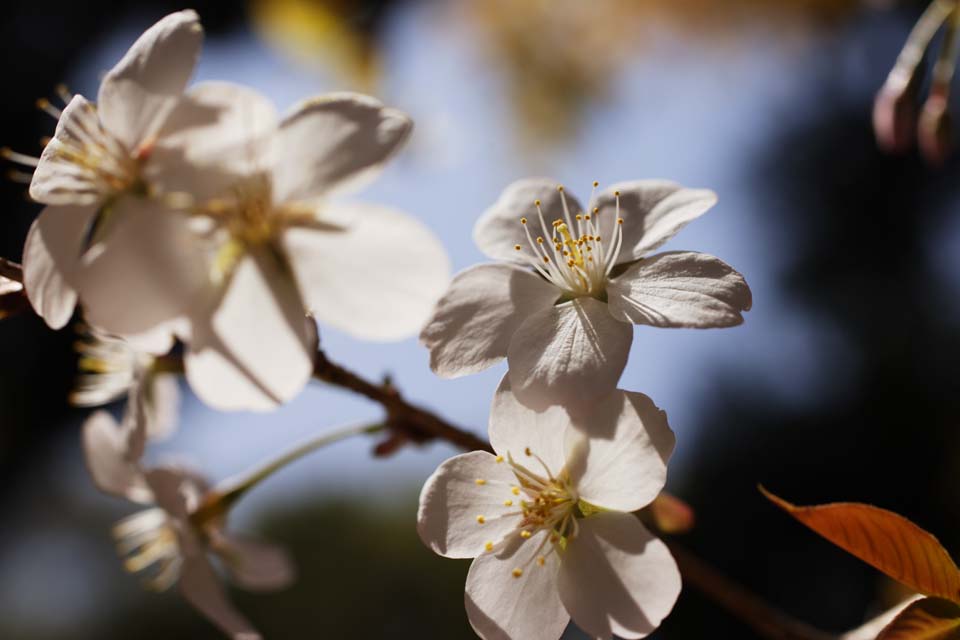 photo,material,free,landscape,picture,stock photo,Creative Commons,A wild cherry tree, cherry tree, petal, , 