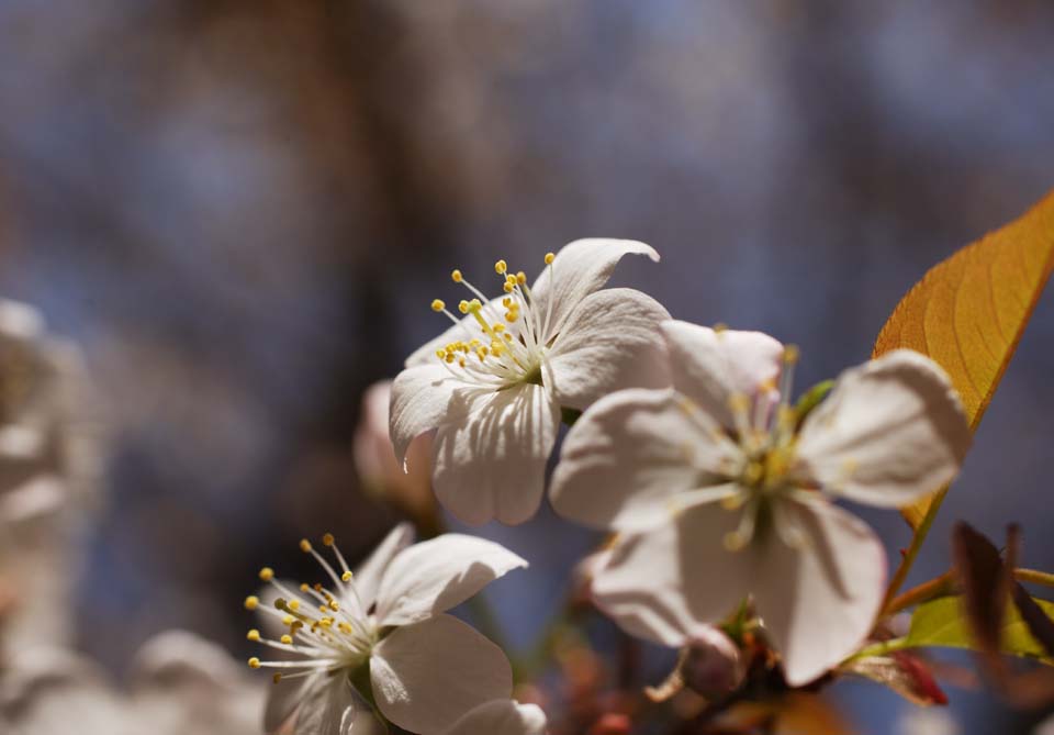 Foto, materiell, befreit, Landschaft, Bild, hat Foto auf Lager,Ein wilder Kirschenbaum, Kirschenbaum, Bltenblatt, , 