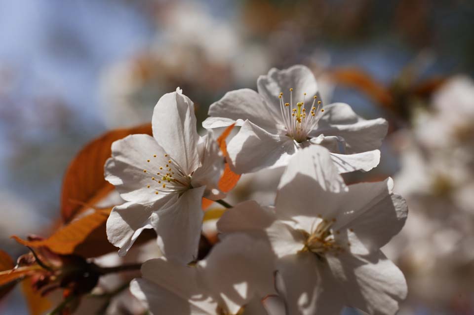 photo, la matire, libre, amnage, dcrivez, photo de la rserve,Un arbre de la cerise sauvage, arbre de la cerise, ptale, , 