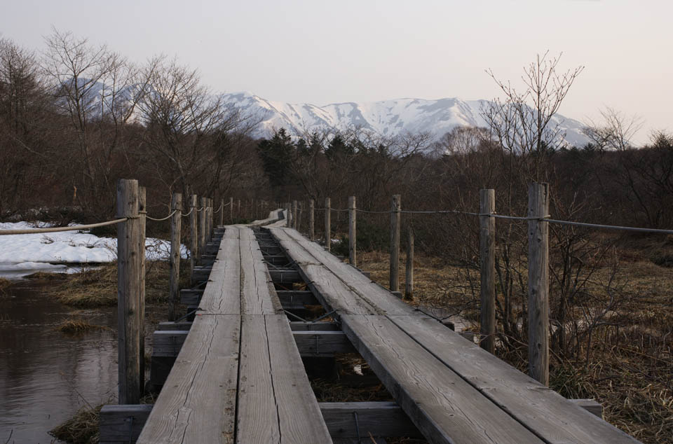 Foto, materiell, befreit, Landschaft, Bild, hat Foto auf Lager,Ein Baumweg zu den schneebedeckten Bergen, Plateau, klamme Ebene, Sumpf, Baumweg