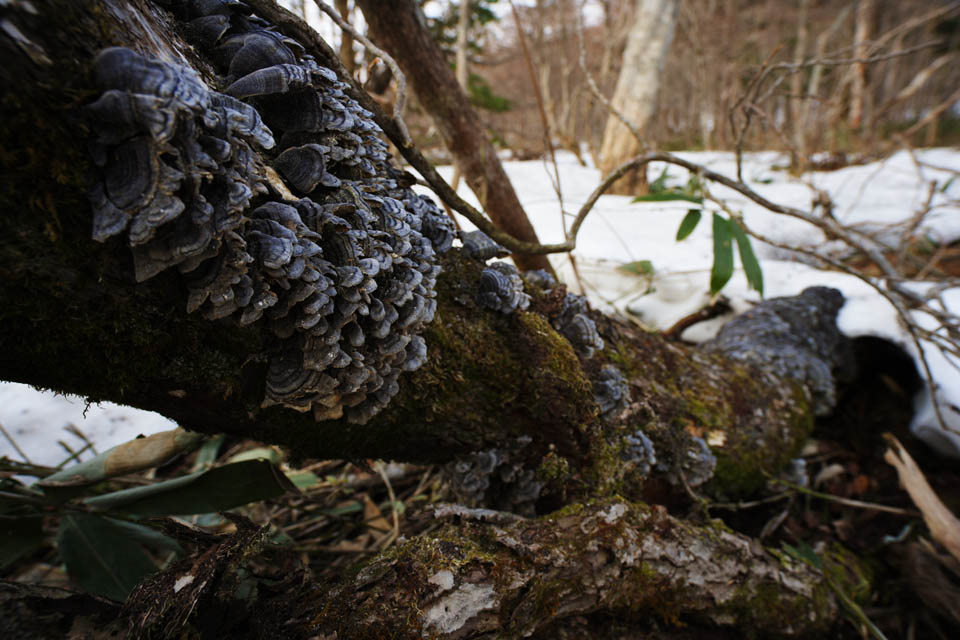 fotografia, materiale, libero il panorama, dipinga, fotografia di scorta,Un fungo di un albero caduto, fungo, , , albero