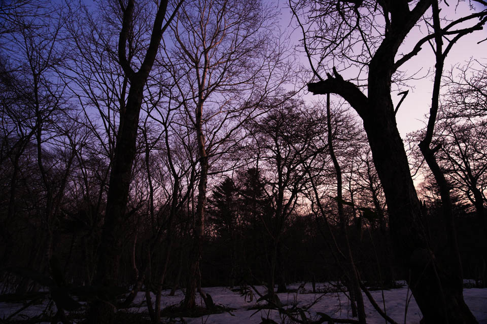 Foto, materieel, vrij, landschap, schilderstuk, bevoorraden foto,Bomen van de morgen gloeien, De morgen gloeien, Aftakking, Silhouette, Indigoe plant