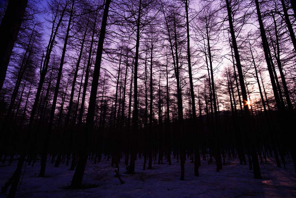 Foto, materieel, vrij, landschap, schilderstuk, bevoorraden foto,Bomen van de morgen gloeien, De morgen gloeien, Aftakking, Silhouette, Indigoe plant