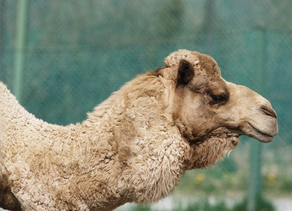 photo,material,free,landscape,picture,stock photo,Creative Commons,A camel, camel, , , neck