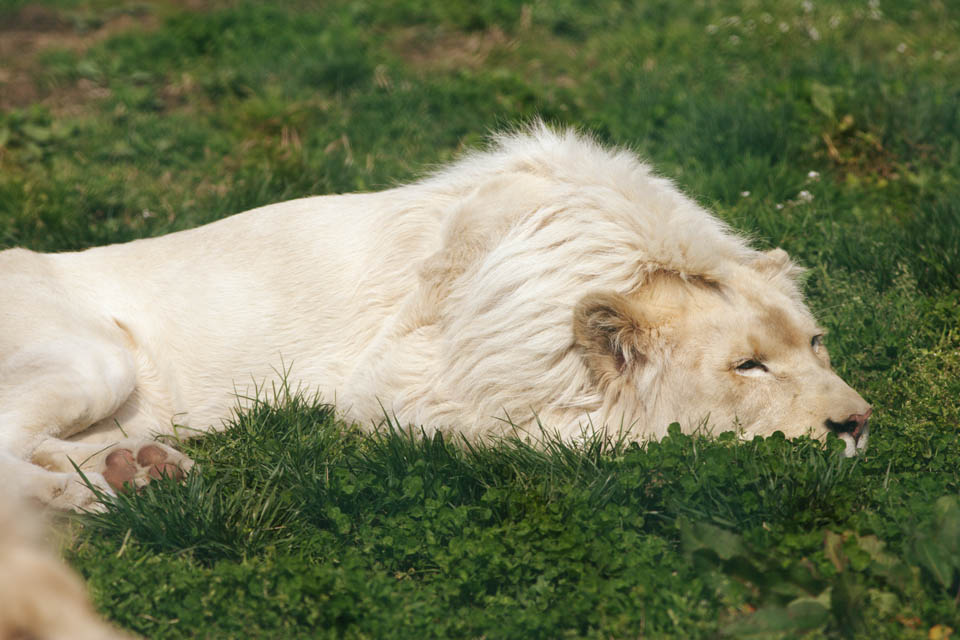 Foto, materiell, befreit, Landschaft, Bild, hat Foto auf Lager,Ein weier Lwe, weier Lwe, , LWE, Knig der Tiere