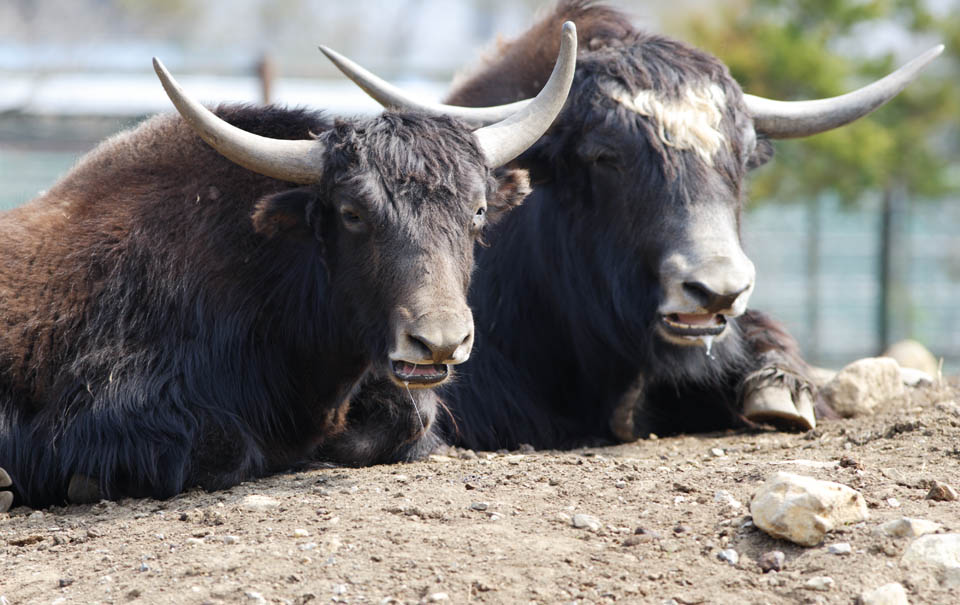 photo,material,free,landscape,picture,stock photo,Creative Commons,A large-sized grazing animal, grazing animal, corner, horn, 