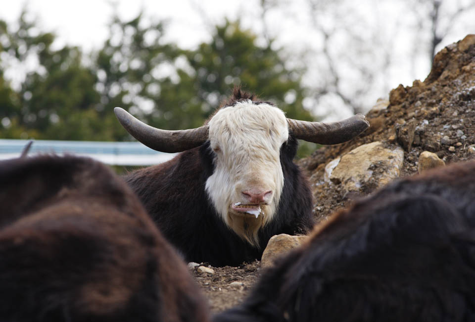 Foto, materieel, vrij, landschap, schilderstuk, bevoorraden foto,Een ruim-sized grazen dierlijk, Grazende beest, Hoek, Hoornen, 