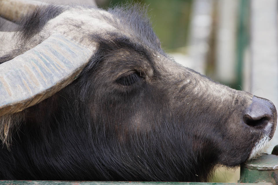 fotografia, materiale, libero il panorama, dipinga, fotografia di scorta,Un bufalo indiano, animale che pascola, angolo, corno, BAFFALO