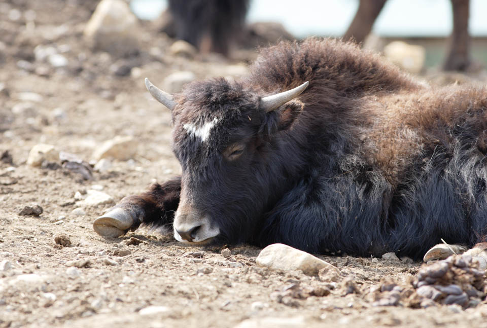 photo,material,free,landscape,picture,stock photo,Creative Commons,A large-sized grazing animal, grazing animal, corner, horn, 