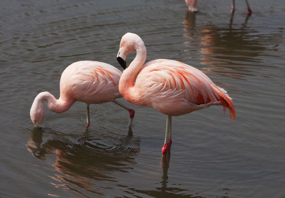 photo,material,free,landscape,picture,stock photo,Creative Commons,A flamingo, , flamingo, bird, Pink