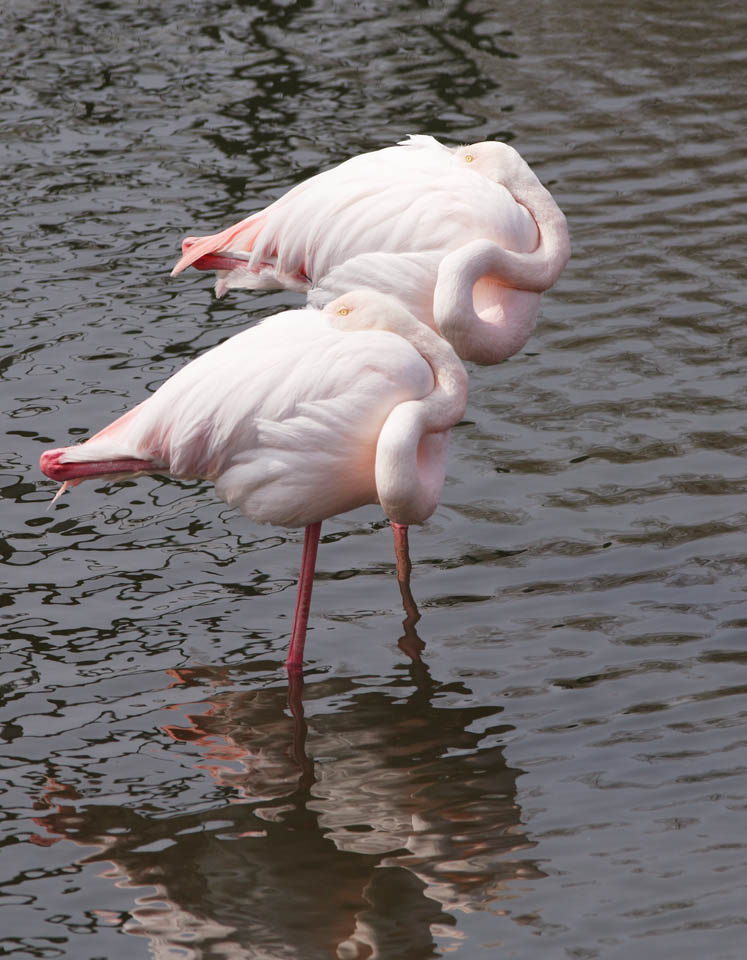 Foto, materieel, vrij, landschap, schilderstuk, bevoorraden foto,Een flamingo, , Flamingo, Vogel, Rose