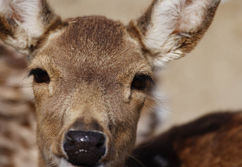 photo, la matire, libre, amnage, dcrivez, photo de la rserve,Un souhait d'un cerf, , cerf, , Yeux