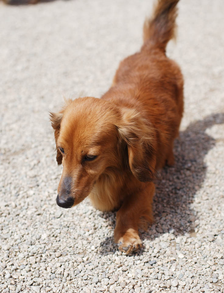 Foto, materiell, befreit, Landschaft, Bild, hat Foto auf Lager,Ein doggy, Hund, , Es gibt nicht Sie, Innenhund