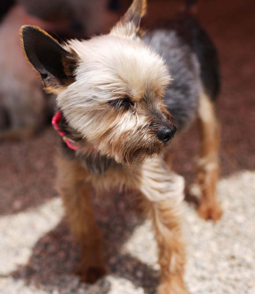 fotografia, materiale, libero il panorama, dipinga, fotografia di scorta,Un doggy, cane, , Non ci lo , cane al coperto