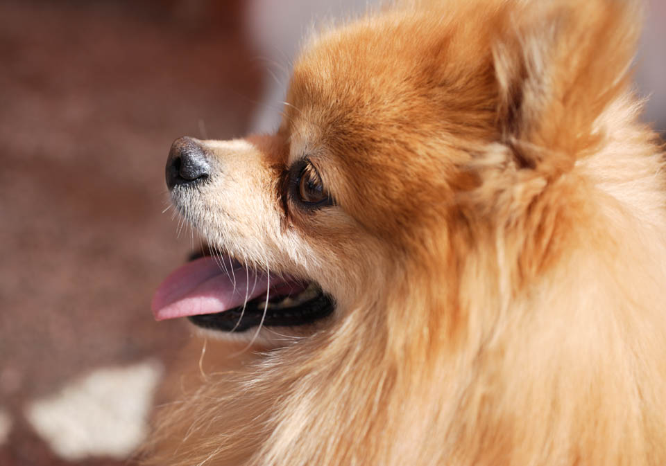 Foto, materieel, vrij, landschap, schilderstuk, bevoorraden foto,Een doggy, Hond, , Er is van niet jullie, Indoor hond