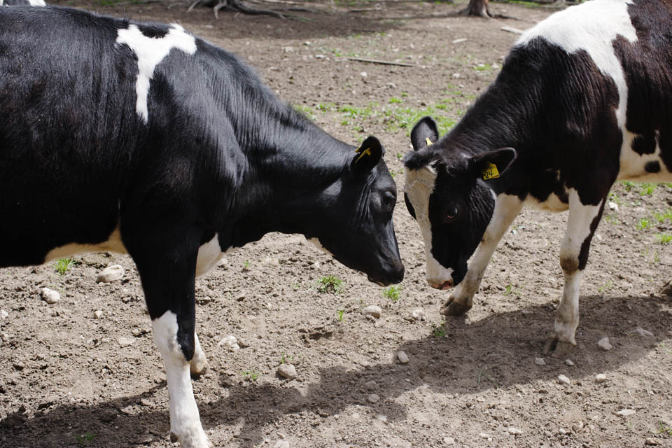 photo,material,free,landscape,picture,stock photo,Creative Commons,A duel, , cow, , Holstein