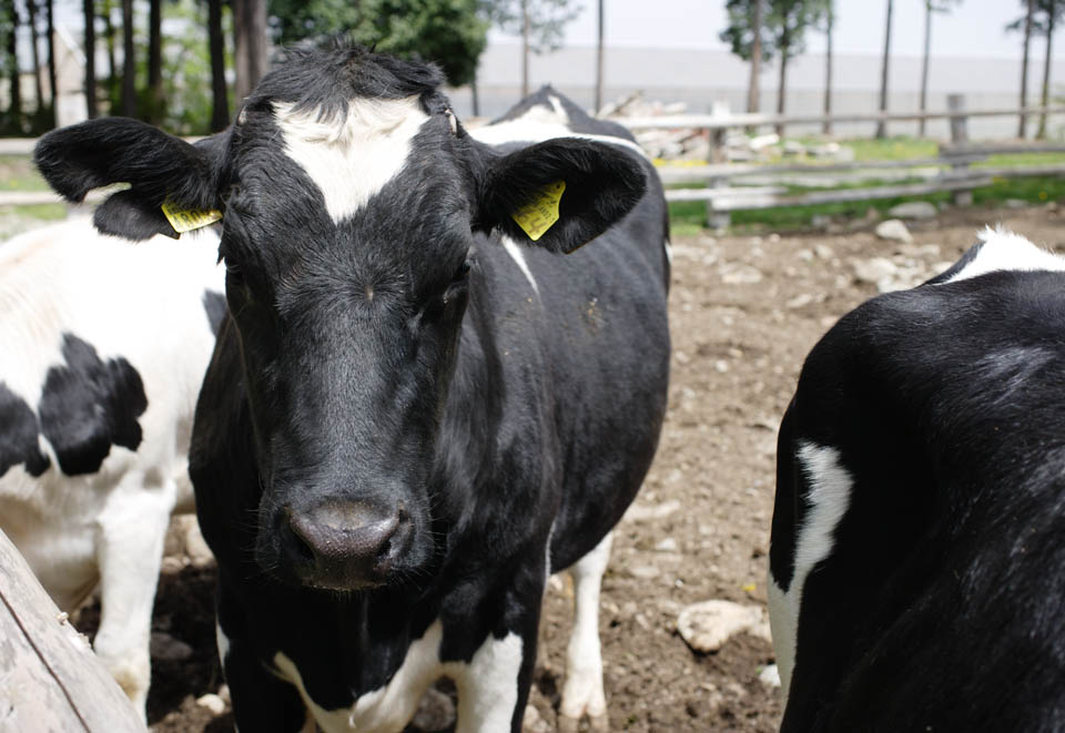 fotografia, materiale, libero il panorama, dipinga, fotografia di scorta,Una vacca, , vacca, , Holstein