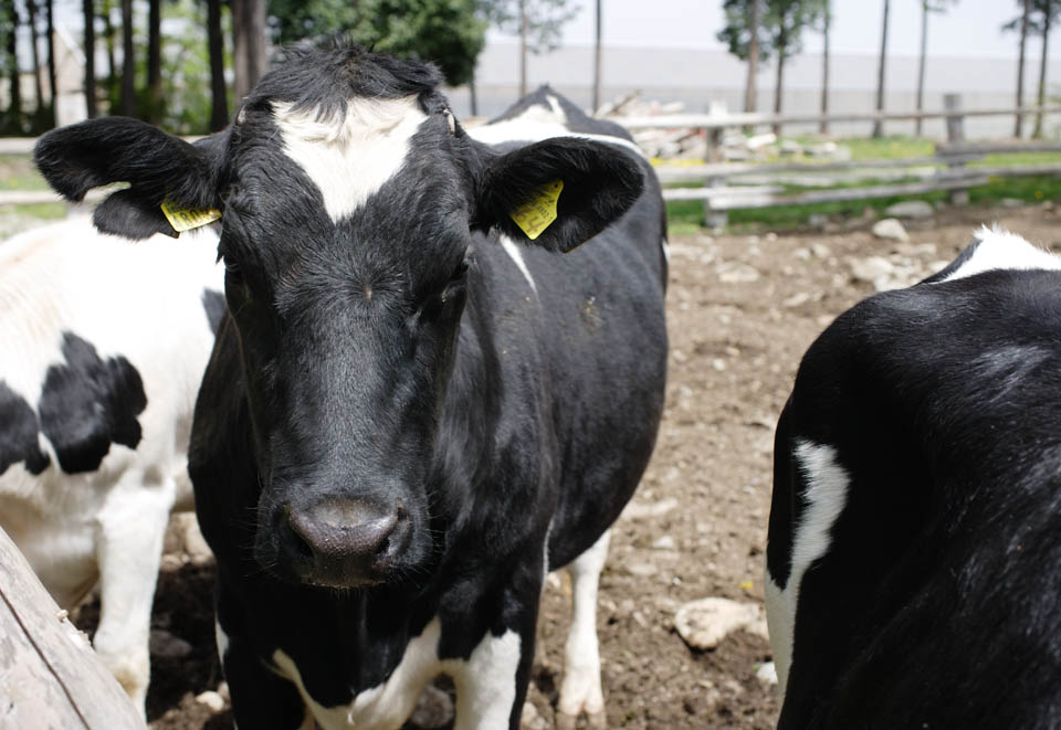 Foto, materieel, vrij, landschap, schilderstuk, bevoorraden foto,Een koe, , Koe, , Holstein