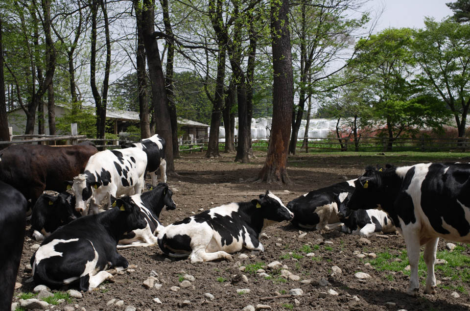 Foto, materieel, vrij, landschap, schilderstuk, bevoorraden foto,Het landschap die er is een koe, , Koe, , Holstein