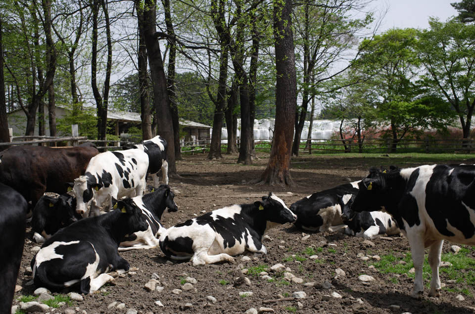 photo,material,free,landscape,picture,stock photo,Creative Commons,The scenery that there is a cow, , cow, , Holstein