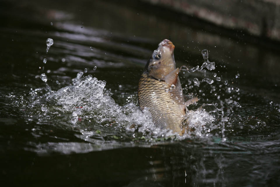 Foto, materiell, befreit, Landschaft, Bild, hat Foto auf Lager,Ein Fisch!, Karpfen, , Kommen Sie, Fischen