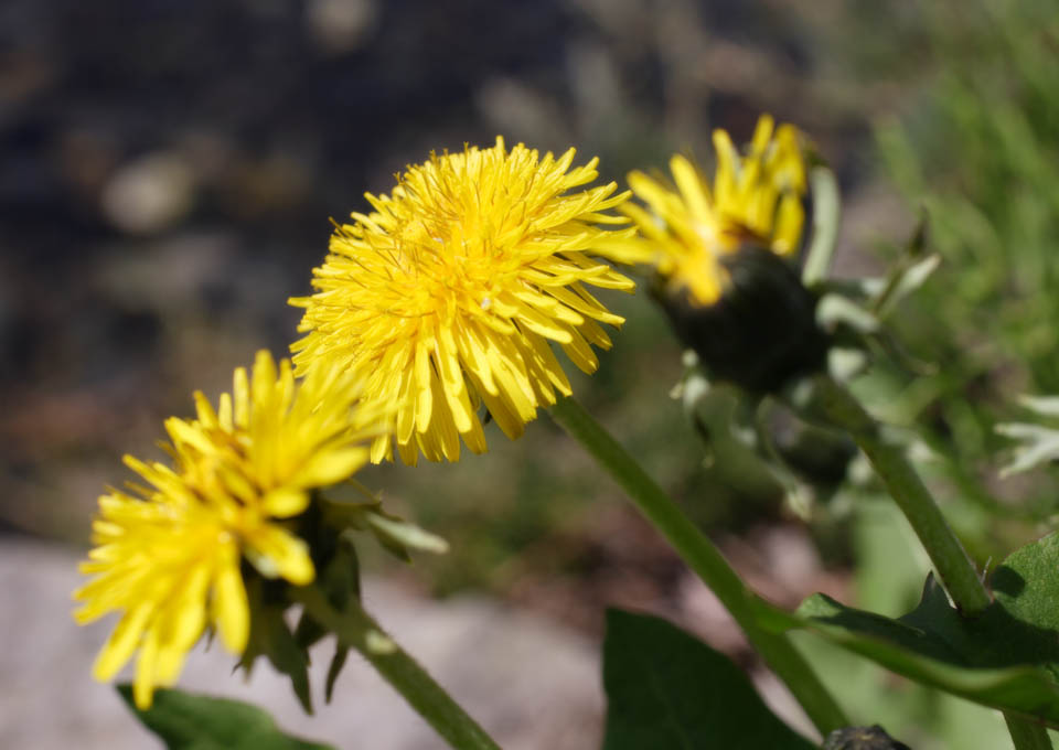 Foto, materieel, vrij, landschap, schilderstuk, bevoorraden foto,Een paardebloem, Paardebloem, , DDELAWARE ion, 