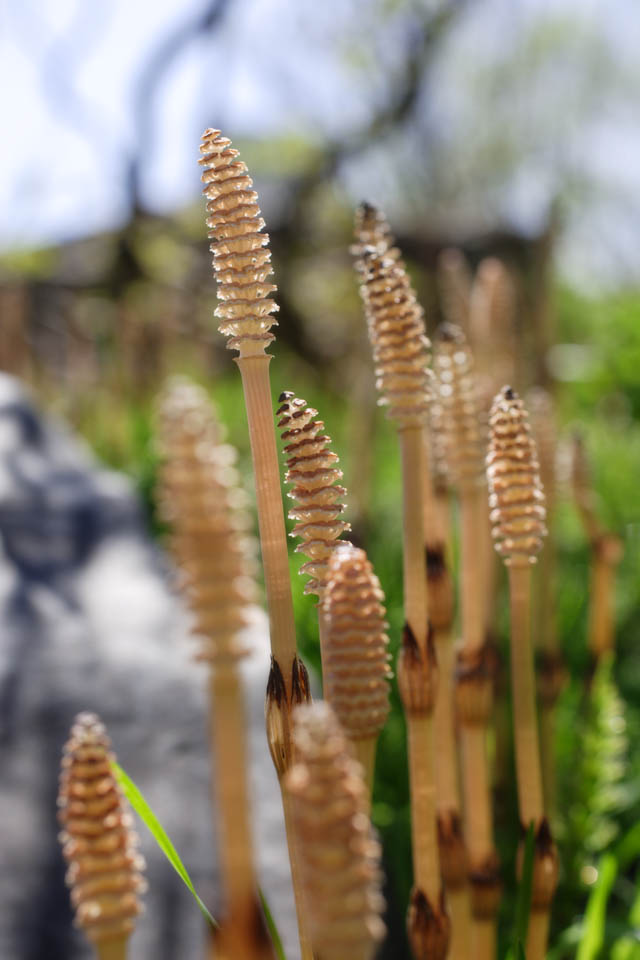 Foto, materieel, vrij, landschap, schilderstuk, bevoorraden foto,Een veld horsetail, Horsetail, Plaats in het veld horsetail, , 