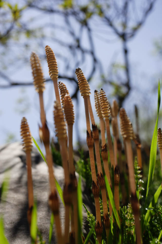 foto,tela,gratis,paisaje,fotografa,idea,Un horsetail de campo, Horsetail, Horsetail de campo, , 