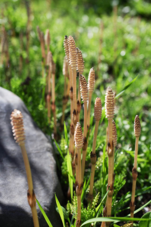 ,,, ,,,horsetail  .  , horsetail., horsetail ., horsetail .  , 