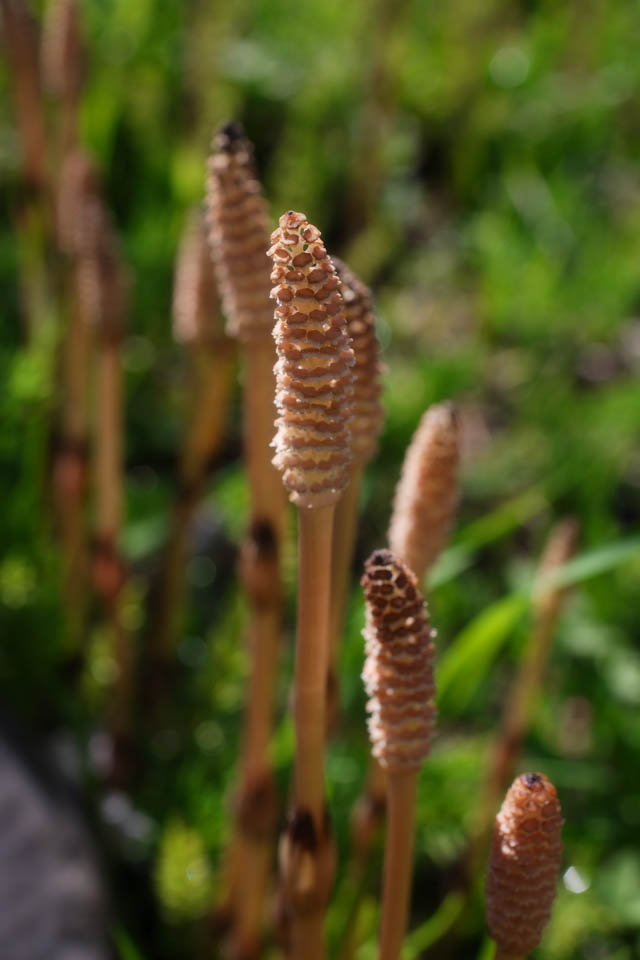 Foto, materieel, vrij, landschap, schilderstuk, bevoorraden foto,Een veld horsetail, Horsetail, Plaats in het veld horsetail, , 