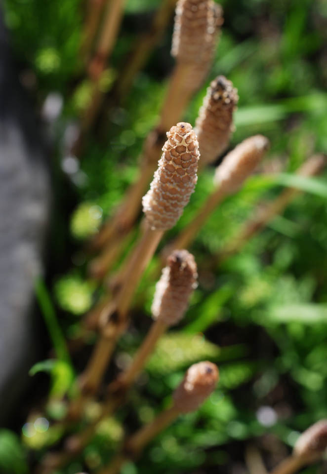 foto,tela,gratis,paisaje,fotografa,idea,Un horsetail de campo, Horsetail, Horsetail de campo, , 