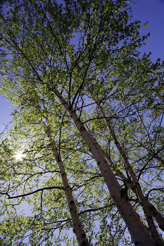 Foto, materieel, vrij, landschap, schilderstuk, bevoorraden foto,Witte berkeboom naar een blauwe lucht, , Blanke berken, , De zon