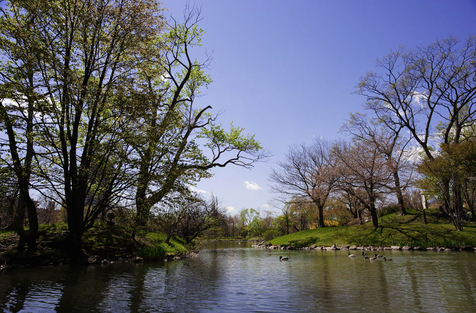 photo, la matire, libre, amnage, dcrivez, photo de la rserve,Nakajimakoen, tang, ciel bleu, Eau, chemin d'arbre