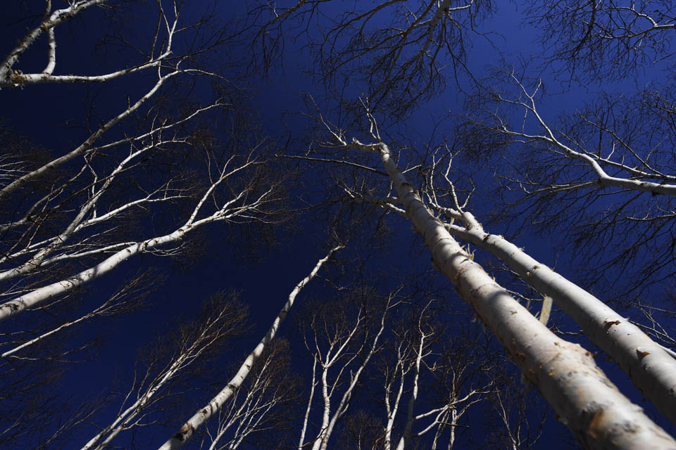 Foto, materieel, vrij, landschap, schilderstuk, bevoorraden foto,De lucht van witte berkeboom woud, , Blanke berken, , Blauwe lucht