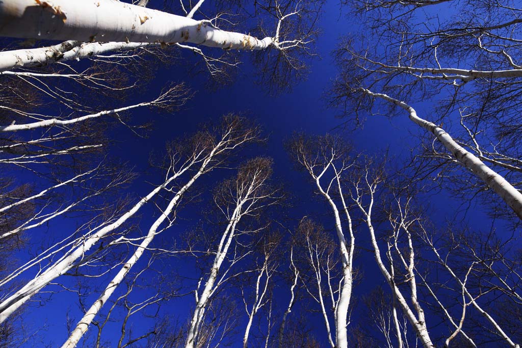 Foto, materieel, vrij, landschap, schilderstuk, bevoorraden foto,De lucht van witte berkeboom woud, , Blanke berken, , Blauwe lucht