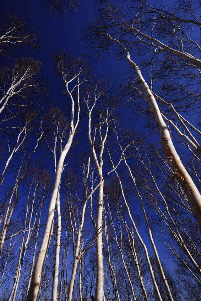 fotografia, material, livra, ajardine, imagine, proveja fotografia,O cu de floresta de vidoeiro branca, , vidoeiro branco, Vidoeiro branco, cu azul