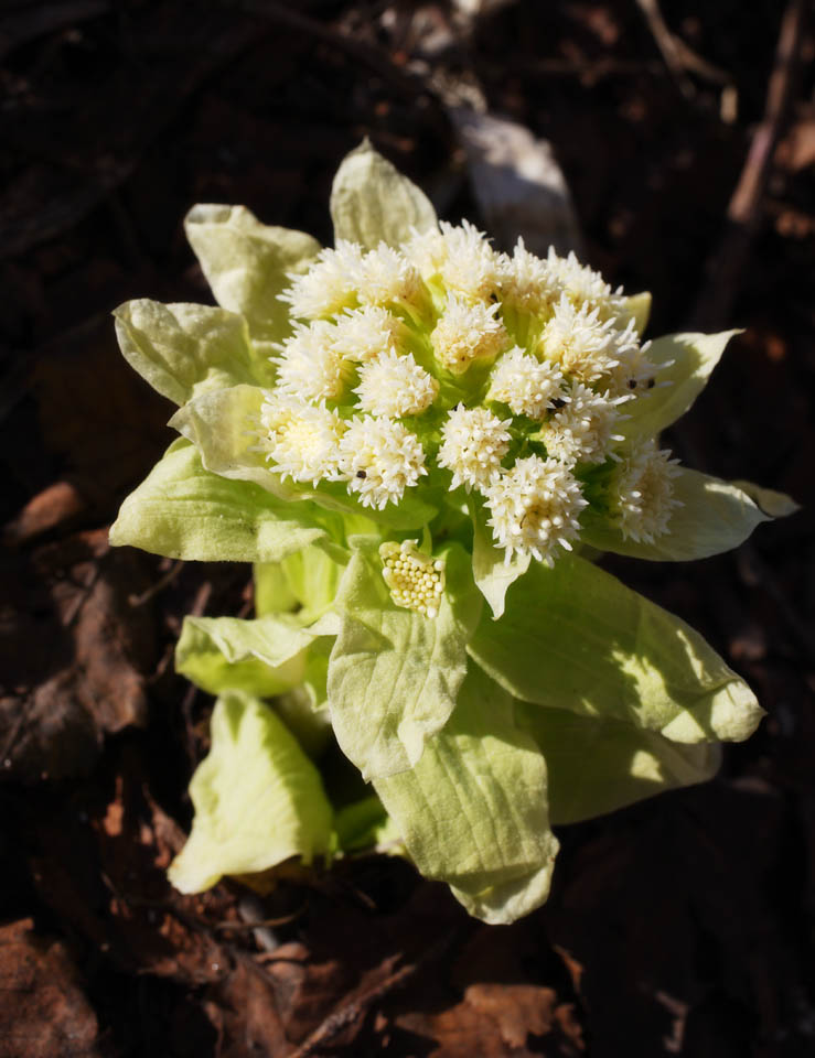 Foto, materieel, vrij, landschap, schilderstuk, bevoorraden foto,Een butterbur ontluiken, Butterbur ontluiken, , Fukino, Eetbare wilde plant