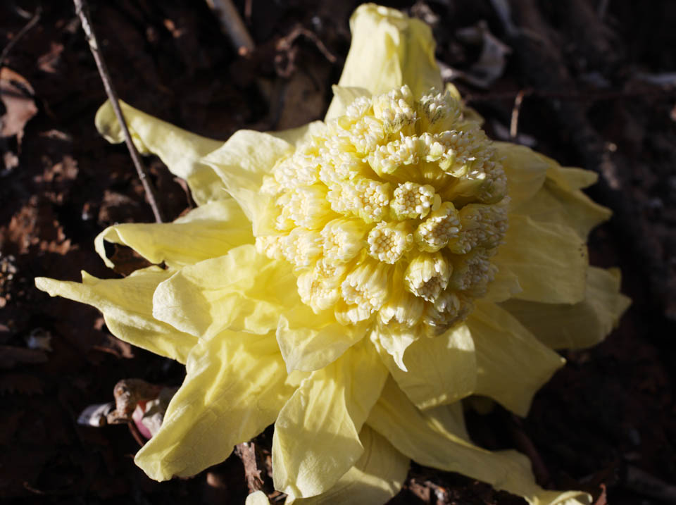 photo, la matire, libre, amnage, dcrivez, photo de la rserve,Un butterbur pousse, les butterbur poussent, , Fukino, plante sauvage comestible